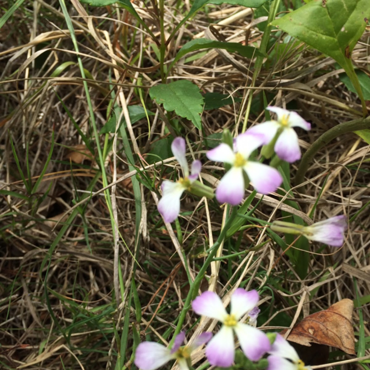 Wild radish