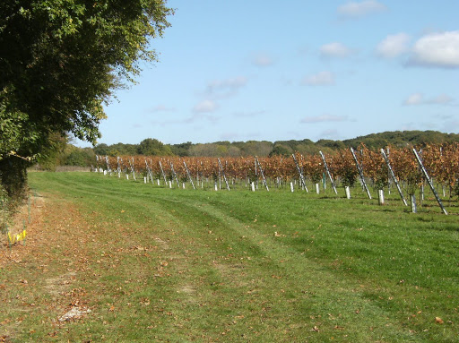 1010240042 Vineyard, Appledore Heath