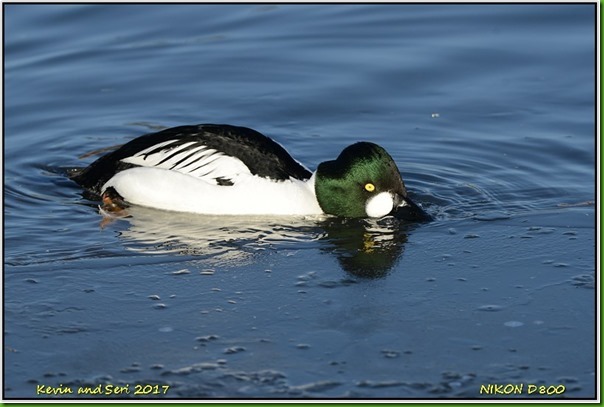 Slimbridge WWT - January