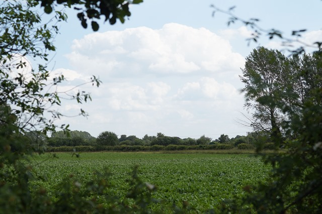 Norfolk countryside in summer