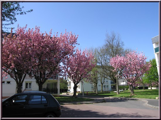 arbres-fleuris.JPG