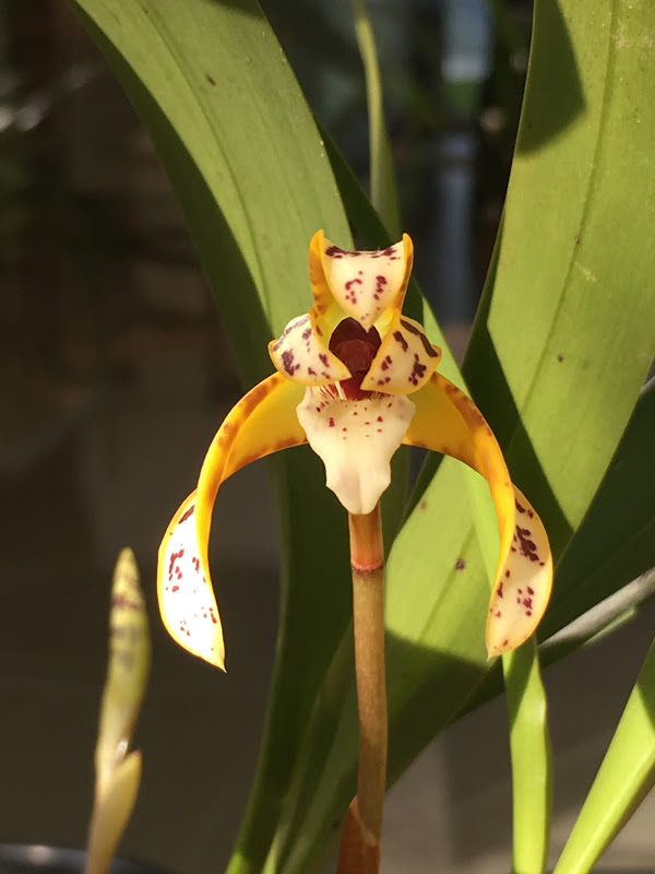 Maxillaria picta  Image