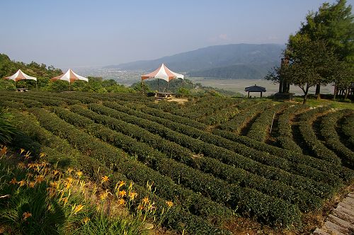 宜蘭民宿,河風。玉蘭茶園