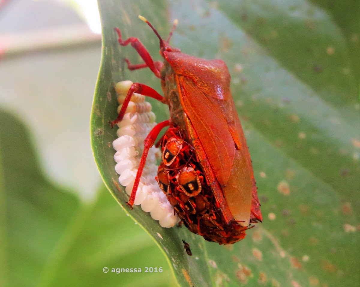 Giant Stink Bugs ♀