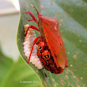 Giant Stink Bugs ♀