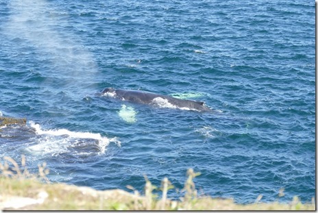 nl_bonavista_elliston_d2_8_thumb1