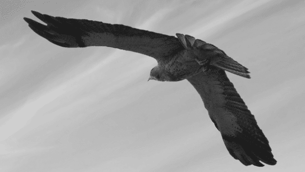 Cover photo