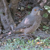 Curve-billed Thrasher