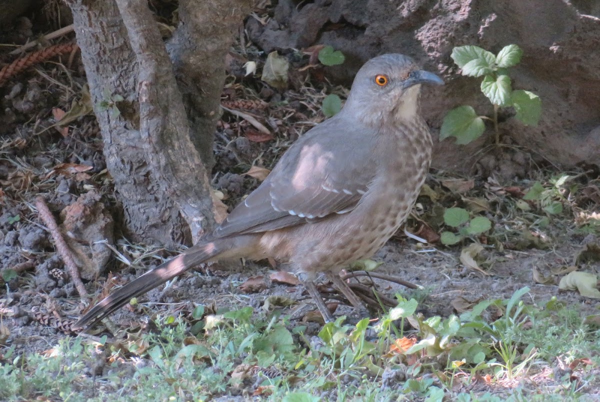 Curve-billed Thrasher