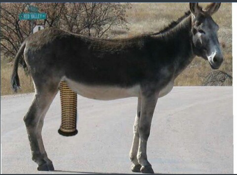 Donkey Penis Picture