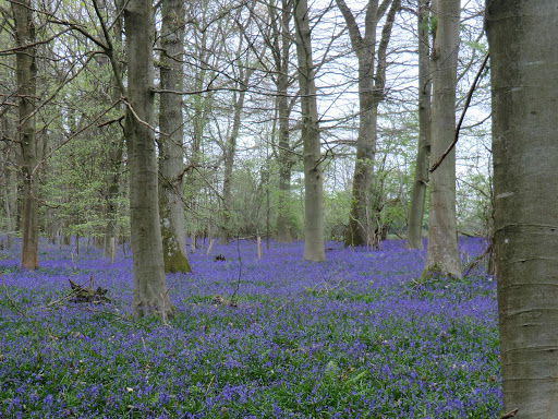 CIMG9806 Bluebells in Jockey's Wood