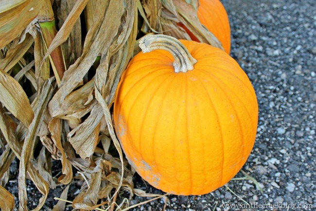 pumpkin5