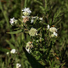 Virginia Mountain Mint