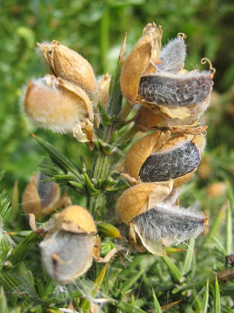 seeds
