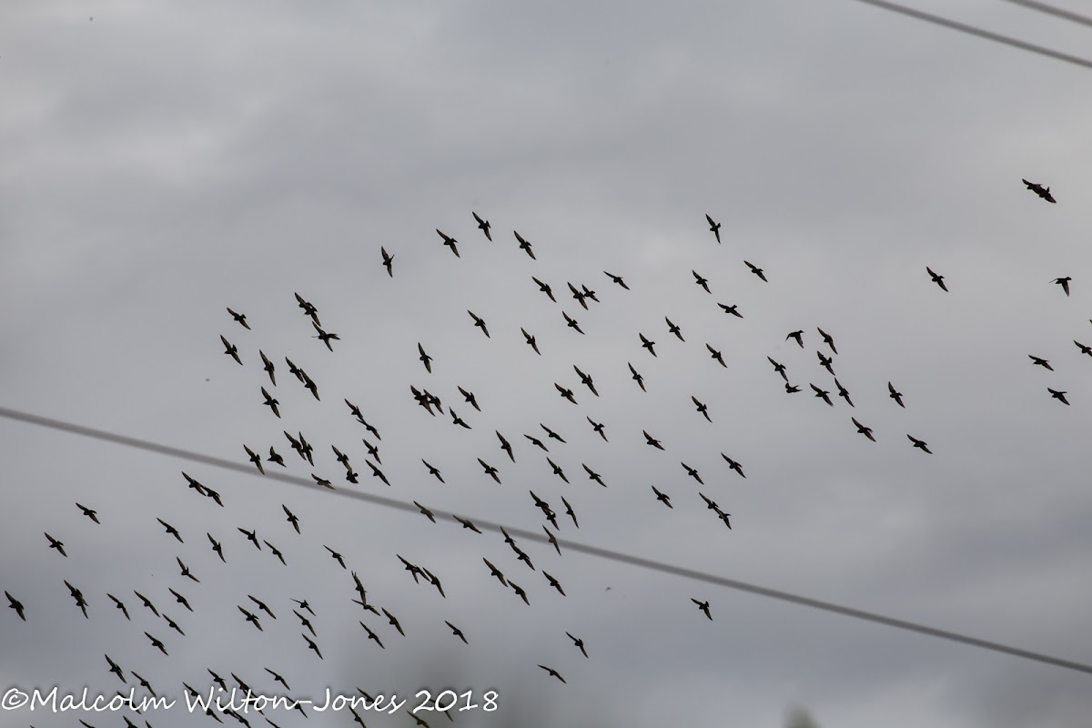 Spotless Starling; Estornino Negro