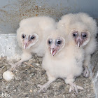 Barn Owls, 25 days old