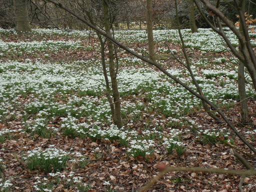 1003130006 Snowdrops in wood near Little Missenden