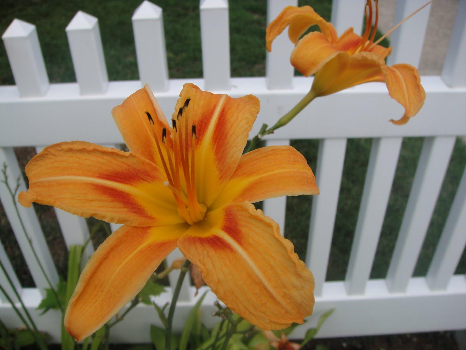 purple star gazer lily 