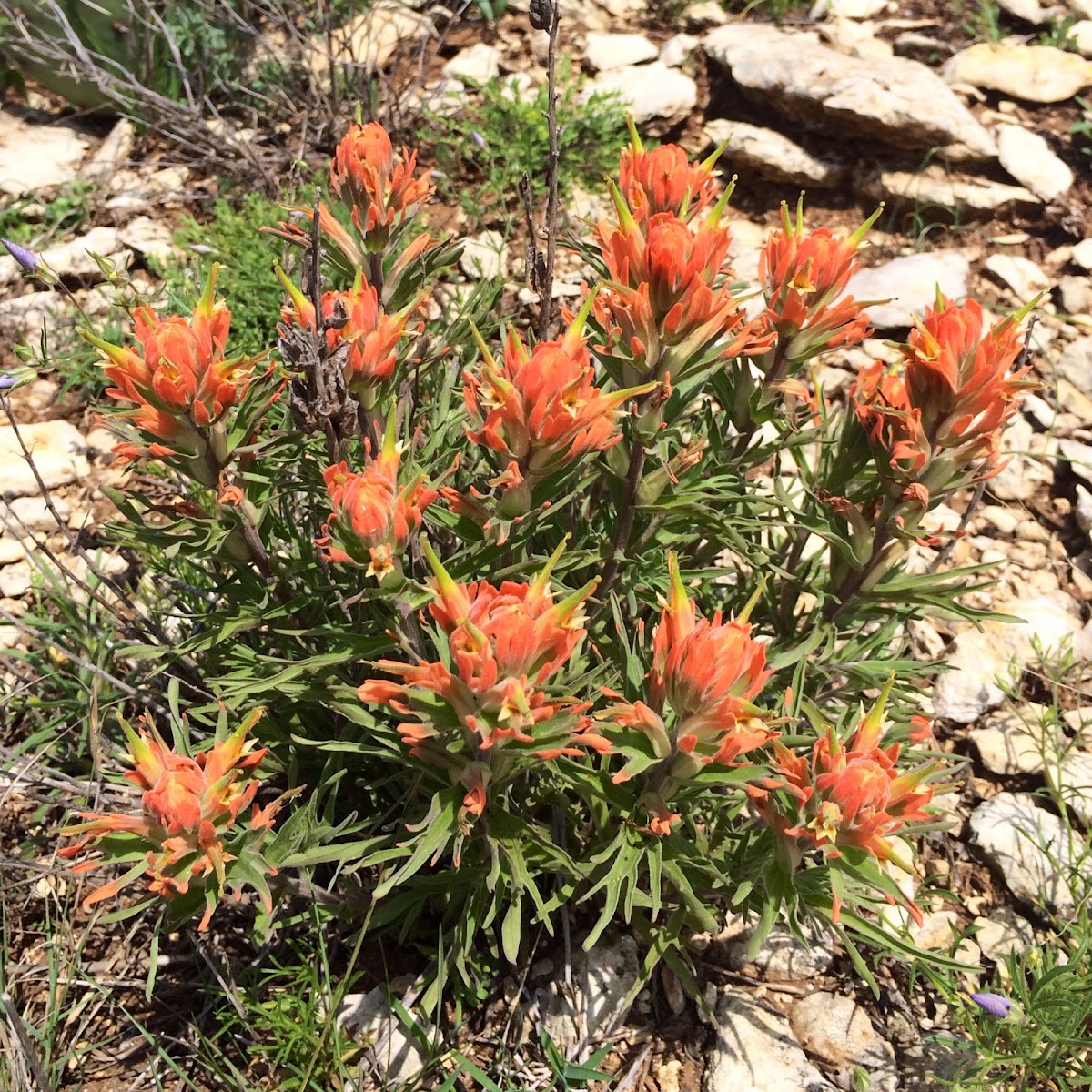 Indian Paintbrush