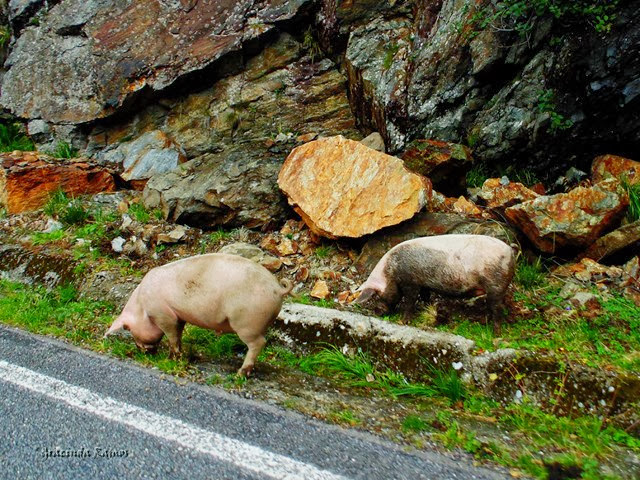 passeando - Passeando pelos Balcãs... rumo à Roménia! - Página 11 DSC03104