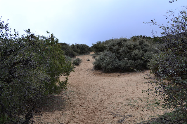 sand full of tracks