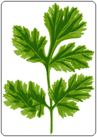 คำศัพท์ภาษาอังกฤษ_coriander_Vegetable