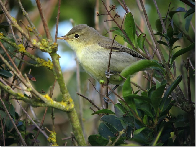 Icterine_Warbler_4,_Burnham_Overy[1]