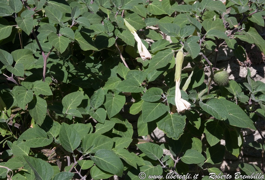 [2_Datura-wrightii_0046.jpg]