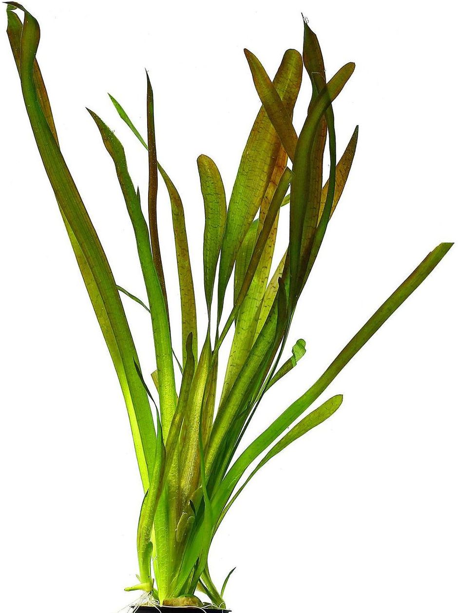 Валлиснерия гигантская (Vallisneria gigantea)