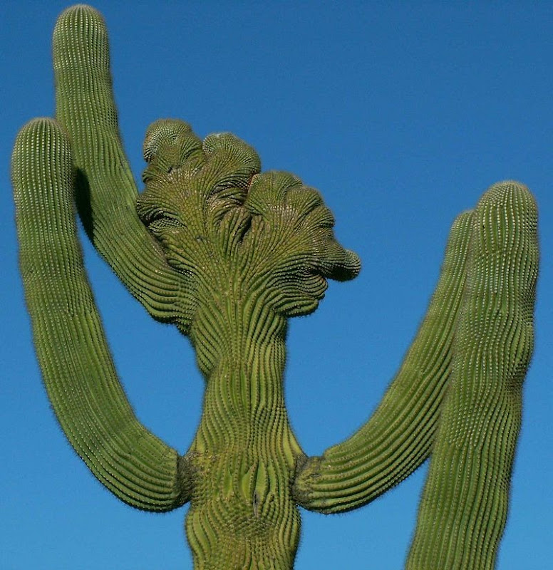 crested-saguaros-9