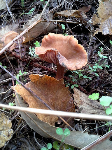 Laccaria laccata