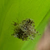 Lacewing Larva