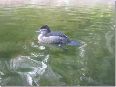 IMG_0191 Duck at the Oregon Zoo in Portland, Oregon on November 10, 2009