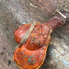 Golden Reishi Mushroom