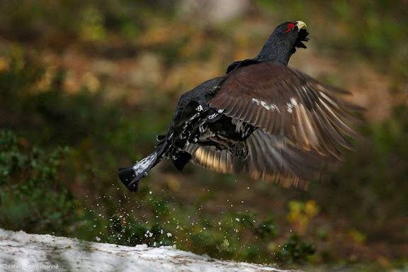 Cantader de gall fer (Tetrao urogallus aquitanicus) a les muntanyes de Montgarri.Naut Aran, Val d'Aran, Vall d'Aran, Lleida