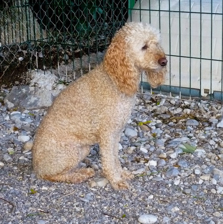 sos pour ULAa - caniche pure race 11 ans - Refuge de Digne (04) Ula%2B08%2Bjuillet%2B2014%2B2