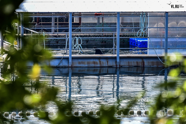 The dorsal fin of a killer whale is visible in a pen in Srednyaya Bay, near the city of Nakhodka, Primorsky Krai, Russia, posted on 30 October 2018. Photo: VL.ru