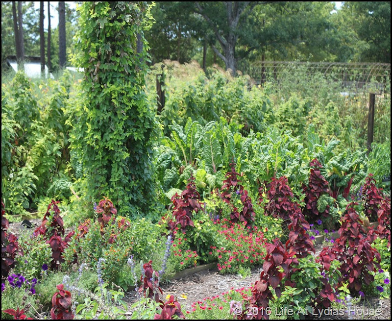 vegetable garden 4