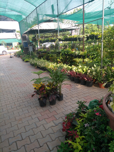 New Janta International Nursery, Malerkotla, malerkotla Ahmedgarh Road, Malerkotla, Punjab 148023, India, Plant_Nursery, state PB