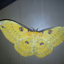 Golden emperor moth