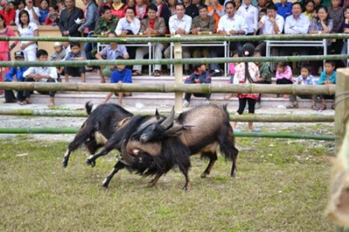 hap dan le hoi choi de o ha giang Hấp dẫn lễ hội chọi dê ở Hà Giang