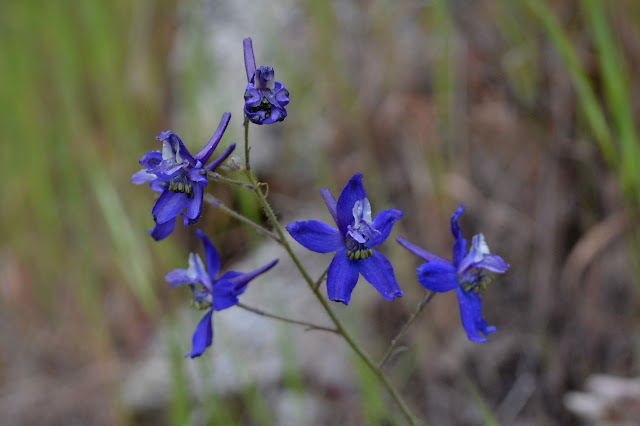 delphinium