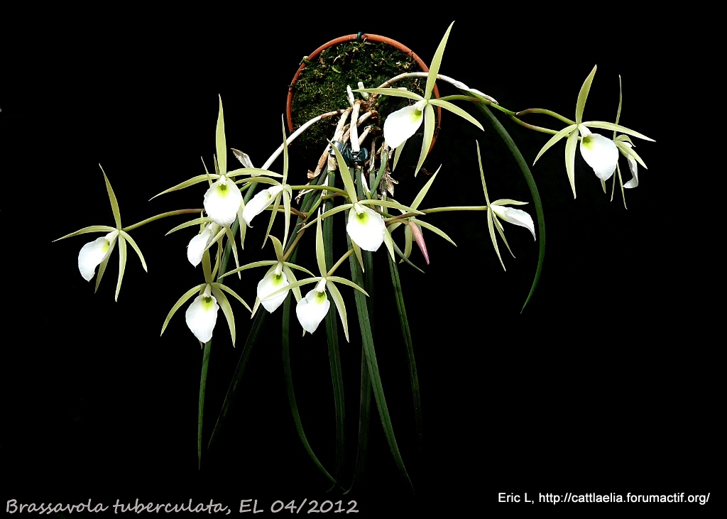 Brassavola flagellaris Brassavola+tuberculata+04_2012+6