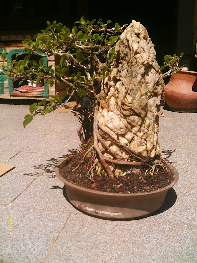 Ficus Microcarpa Começando... IMAG0191