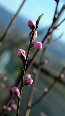 Lentamente...arriva la primavera. di Lilly