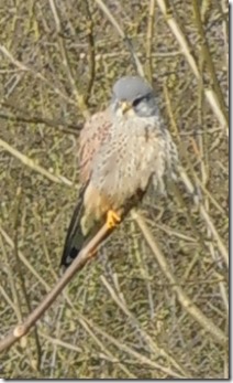 2 kestrel