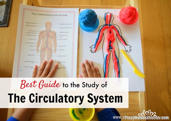 CirculatorySystem_thumb2