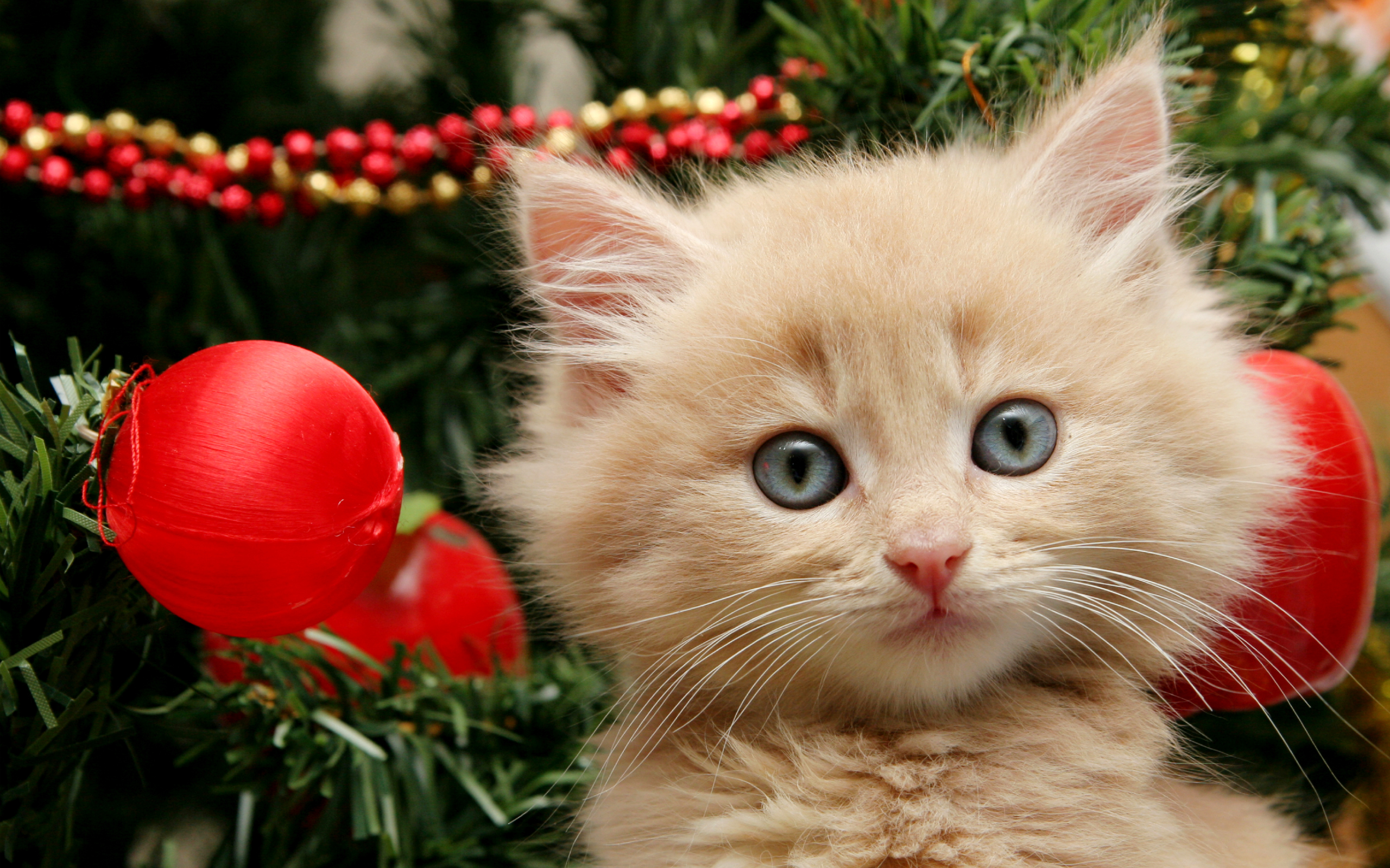 Bộ Hình Nền Chú Mèo Dưới Công Thông Giáng Sinh Đẹp