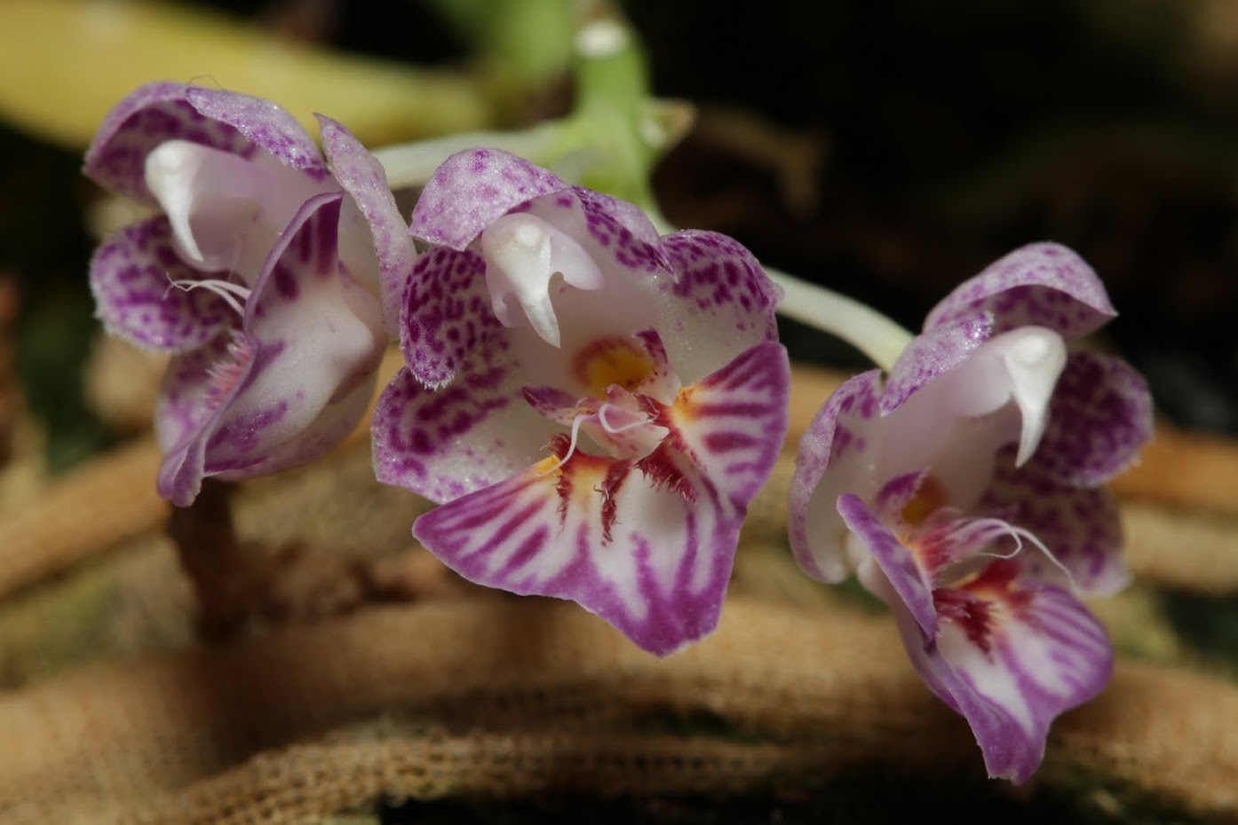 Phalaenopsis appendiculata IMG_4269