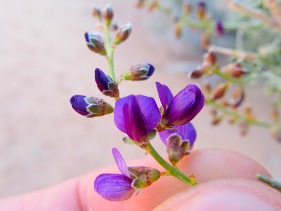 Tiny purple flowers on a bush